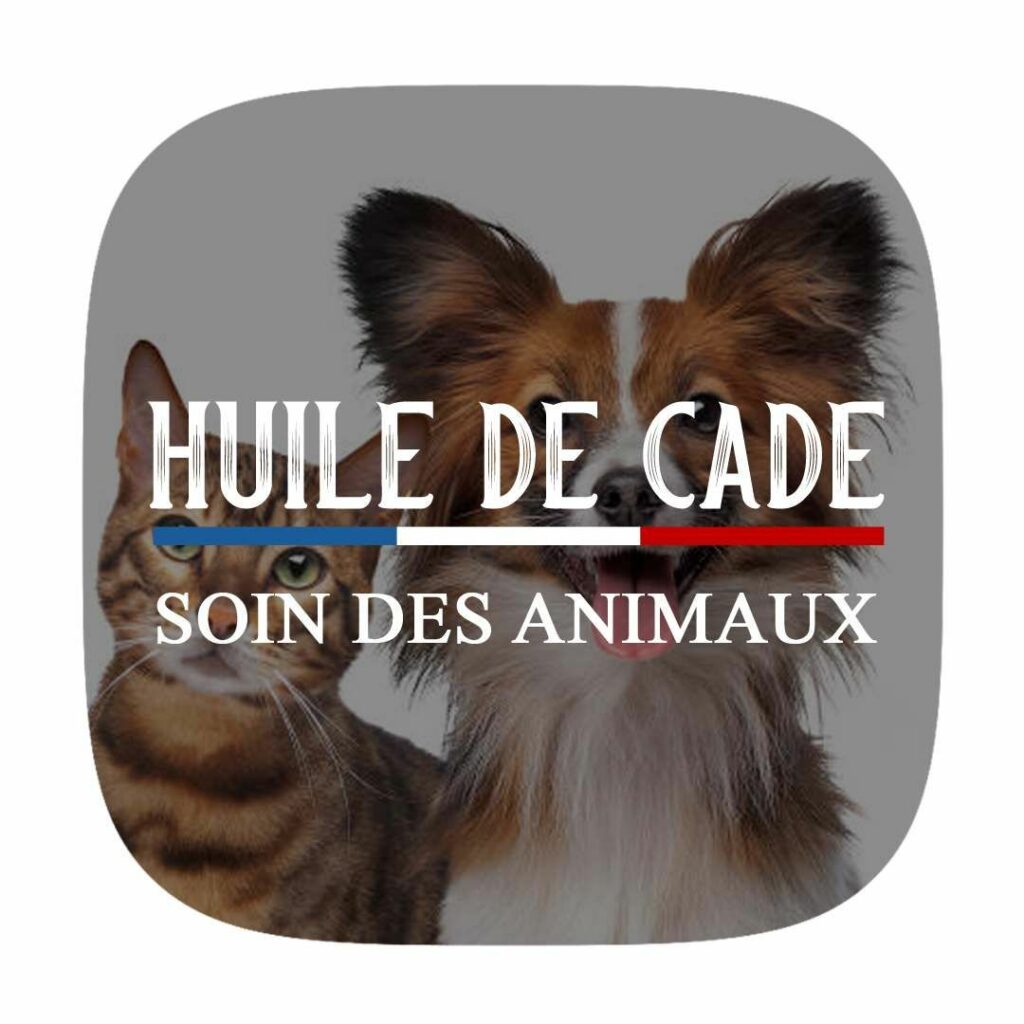 99 Chats Chiens
