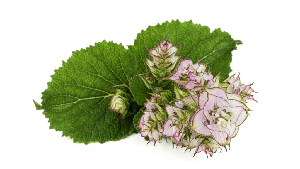 fleur de patchouli