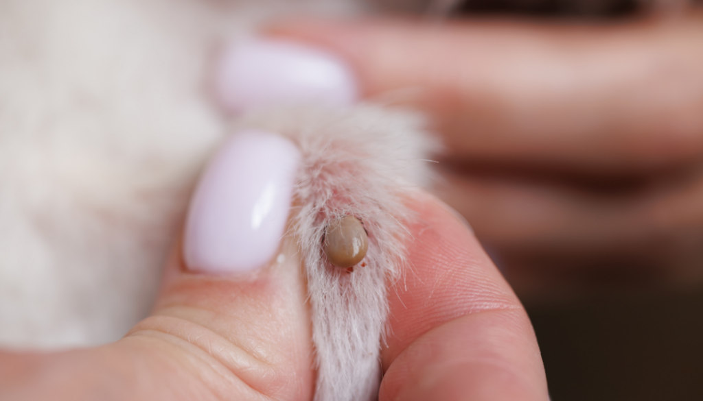 tique sur un chat