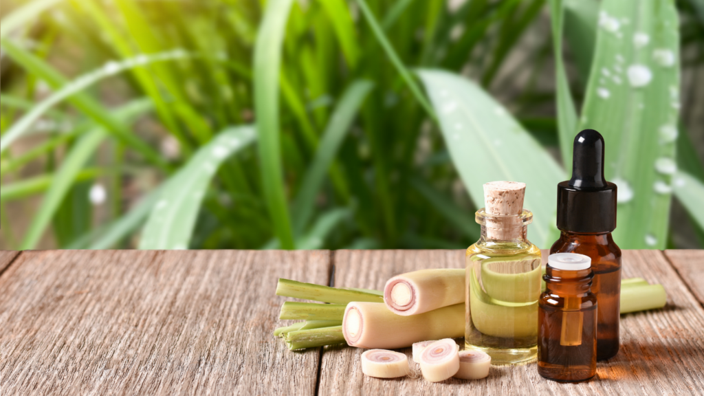 échantillon de lemongrass disposé aux côté de flacons d'huiles essentielles