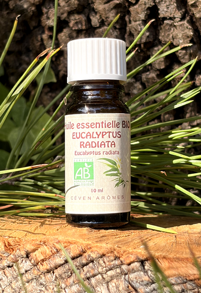 Huile essentielle eucalyptus Radiata